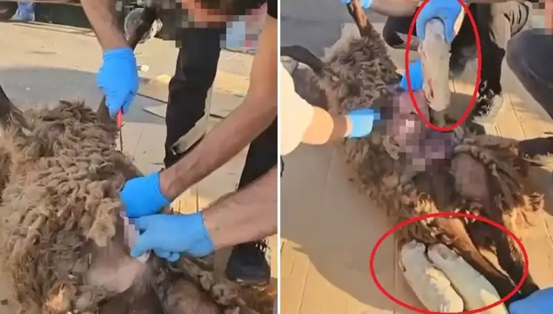 Ölü Koyunun Karnında Bulunanlar: Zehir Tacirlerinin Şok Eden Yöntemleri
